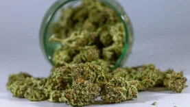 como-se-aprende-a-dejar-marihuana-con-terapia-cognitivo-conductual-wide_webp