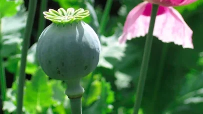 medicamentos-opiaceos-wide_webp